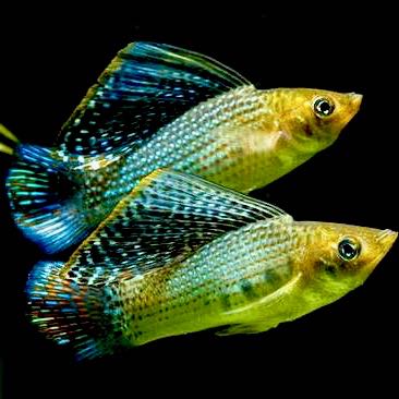 Poec.velifera   Hoogvinkarper groen L